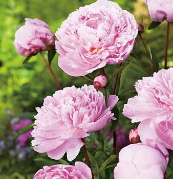 6495  Paeonia lactiflora  Sarah Bernhardt  I  Svenskt namn  :Luktpion  I  Krukstorlek   : SQ3  I  Förväntad Höjd  :  80 cm  I  Blomningstid :  juni-juli
