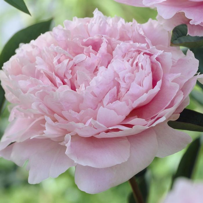 6495  Paeonia lactiflora  Sarah Bernhardt  I  Svenskt namn  :Luktpion  I  Krukstorlek   : SQ3  I  Förväntad Höjd  :  80 cm  I  Blomningstid :  juni-juli - 2