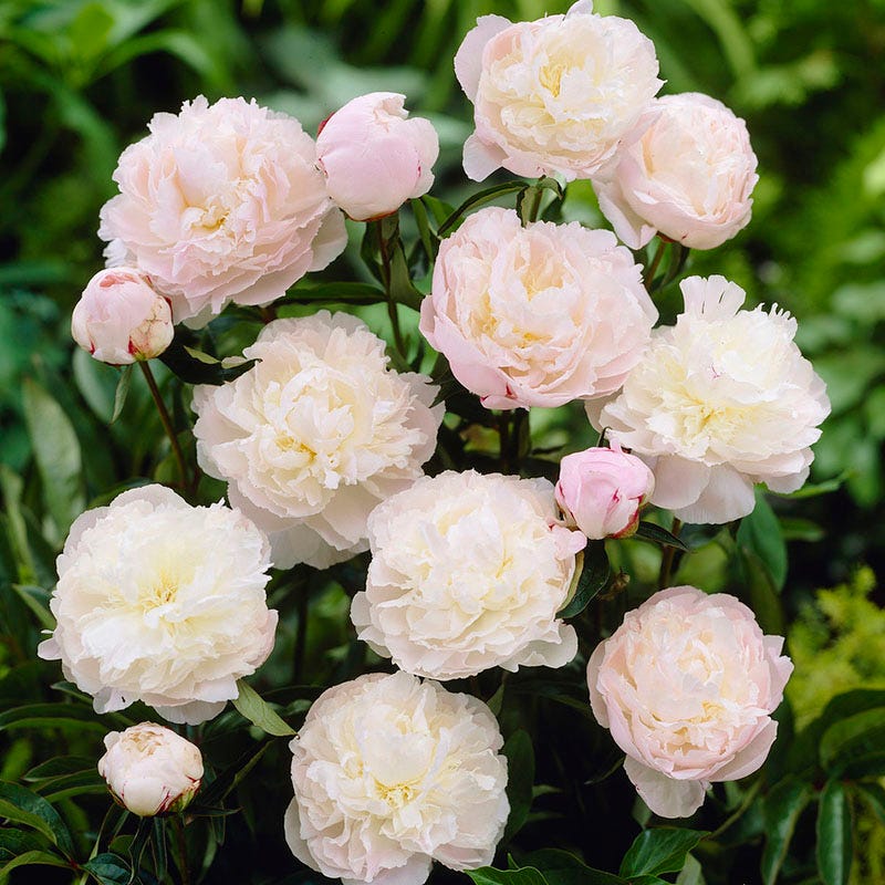 6500  Paeonia lactiflora  Shirley Temple  I  Svenskt namn  :Luktpion  I  Krukstorlek   : SQ3  I  Förväntad Höjd  :  80 cm  I  Blomningstid :  juni-juli - 2
