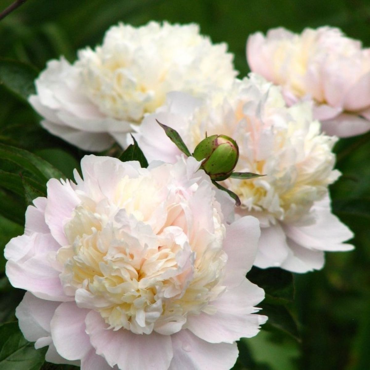 6500  Paeonia lactiflora  Shirley Temple  I  Svenskt namn  :Luktpion  I  Krukstorlek   : SQ3  I  Förväntad Höjd  :  80 cm  I  Blomningstid :  juni-juli