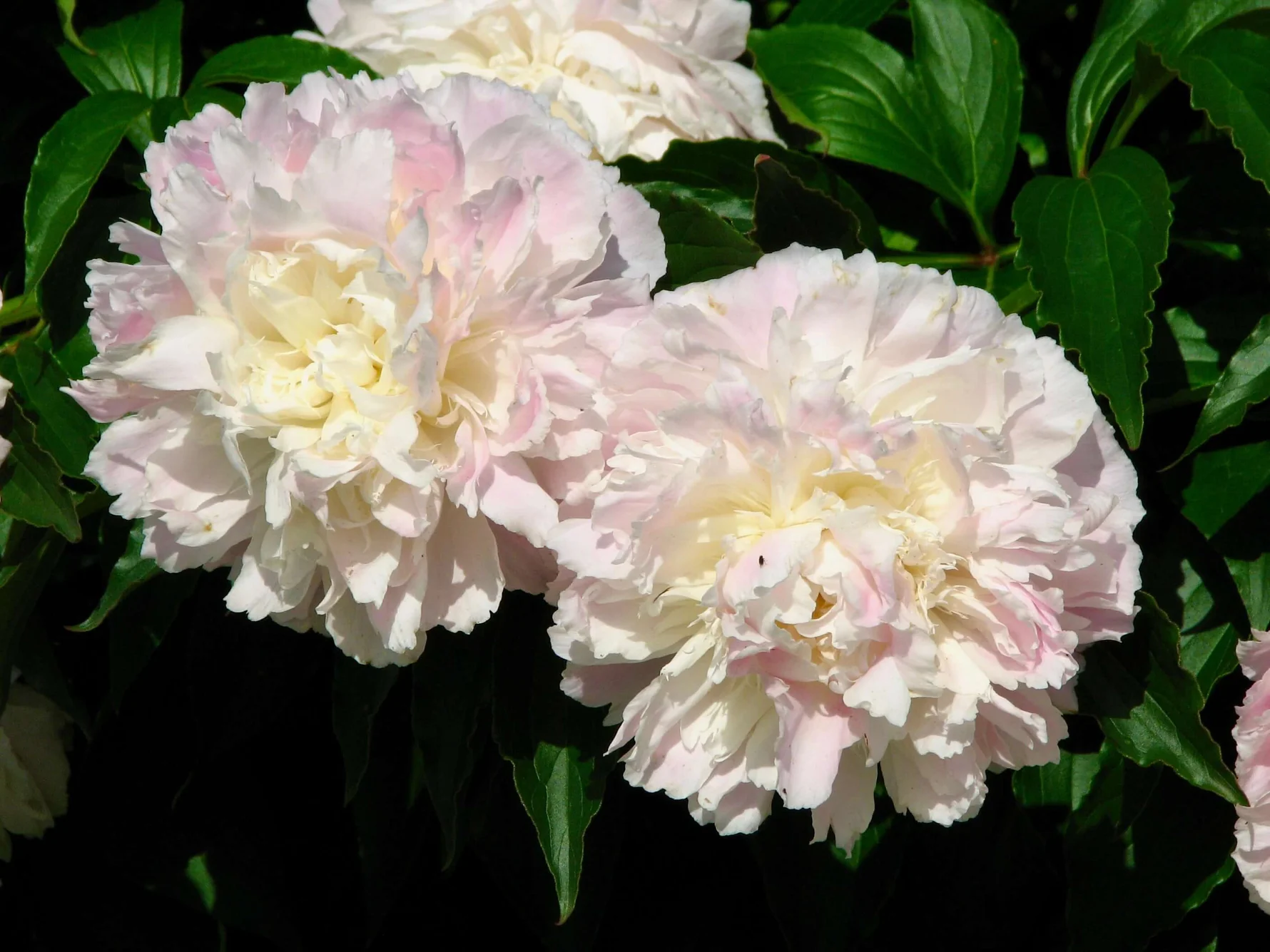 6500  Paeonia lactiflora  Shirley Temple  I  Svenskt namn  :Luktpion  I  Krukstorlek   : SQ3  I  Förväntad Höjd  :  80 cm  I  Blomningstid :  juni-juli - 3
