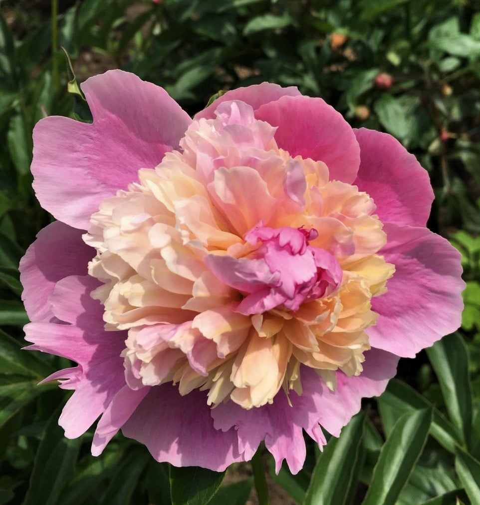 6498  Paeonia lactiflora  Sorbet  I  Svenskt namn  :Luktpion  I  Krukstorlek   : SQ3  I  Förväntad Höjd  :  70 cm  I  Blomningstid :  juni-juli - 2