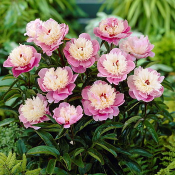 6498  Paeonia lactiflora  Sorbet  I  Svenskt namn  :Luktpion  I  Krukstorlek   : SQ3  I  Förväntad Höjd  :  70 cm  I  Blomningstid :  juni-juli