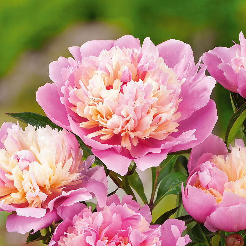 6498  Paeonia lactiflora  Sorbet  I  Svenskt namn  :Luktpion  I  Krukstorlek   : SQ3  I  Förväntad Höjd  :  70 cm  I  Blomningstid :  juni-juli - 3