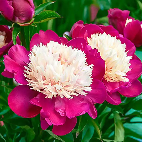 6448  Paeonia lactiflora  White Cap  I  Svenskt namn  :Luktpion  I  Krukstorlek   : SQ3  I  Förväntad Höjd  :  80 cm  I  Blomningstid :  juni-juli - 2