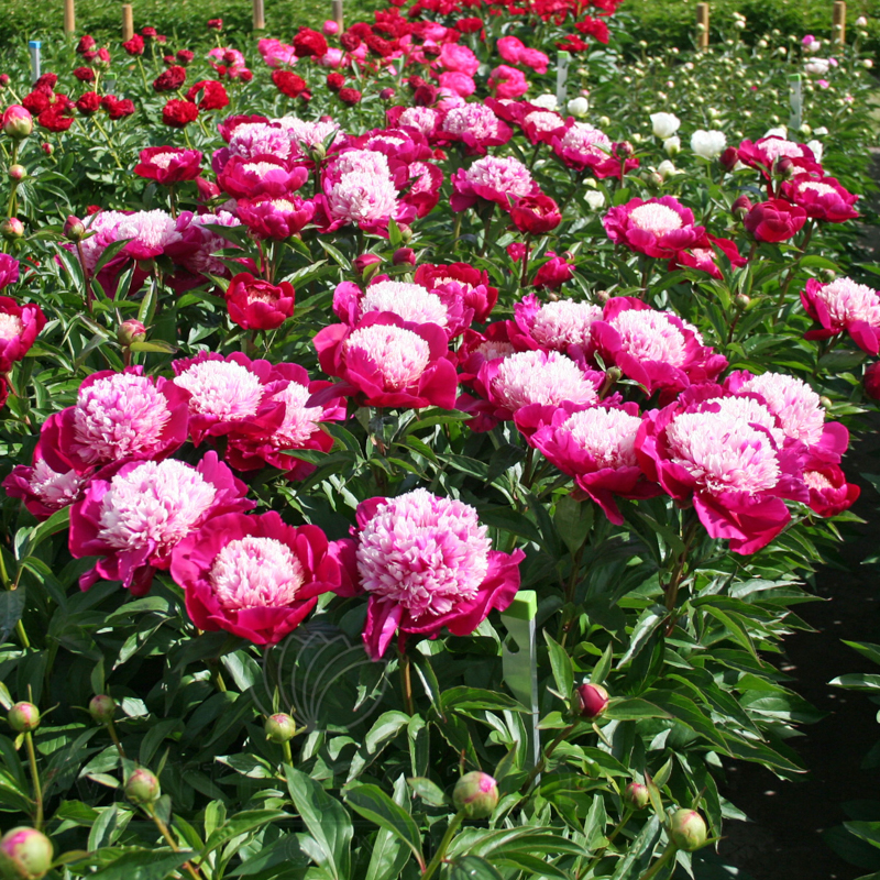 6448  Paeonia lactiflora  White Cap  I  Svenskt namn  :Luktpion  I  Krukstorlek   : SQ3  I  Förväntad Höjd  :  80 cm  I  Blomningstid :  juni-juli