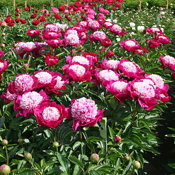 6448  Paeonia lactiflora  White Cap  I  Svenskt namn  :Luktpion  I  Krukstorlek   : SQ3  I  Förväntad Höjd  :  80 cm  I  Blomningstid :  juni-juli