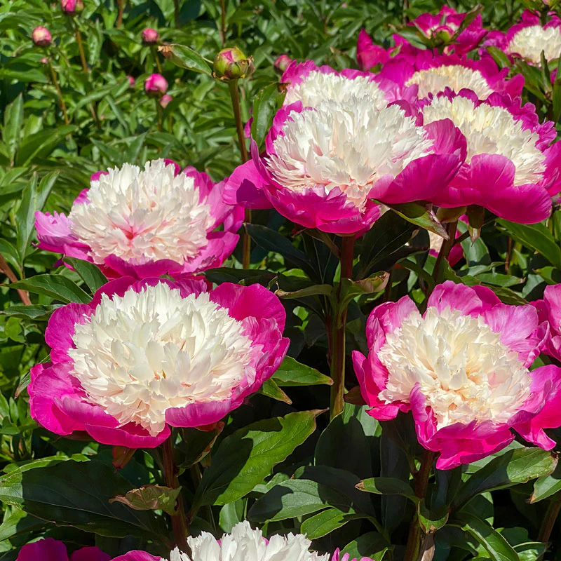 6448  Paeonia lactiflora  White Cap  I  Svenskt namn  :Luktpion  I  Krukstorlek   : SQ3  I  Förväntad Höjd  :  80 cm  I  Blomningstid :  juni-juli - 3