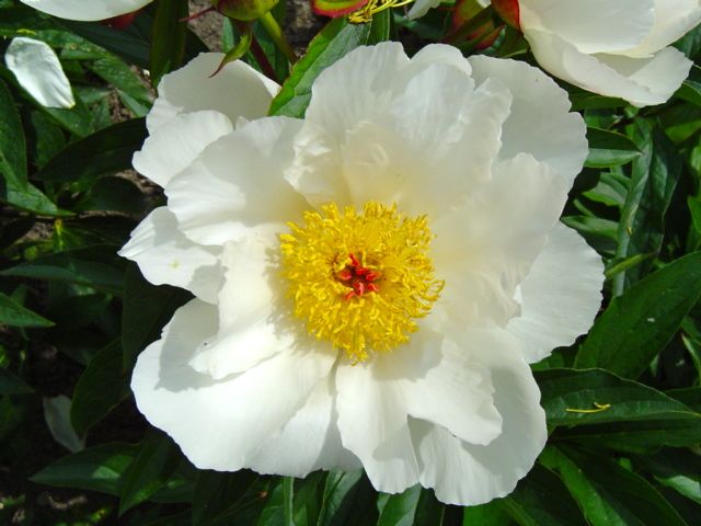 6497  Paeonia lactiflora  White Wings  I  Svenskt namn  :Luktpion  I  Krukstorlek   : SQ3  I  Förväntad Höjd  :  70 cm  I  Blomningstid :  juni-juli - 3