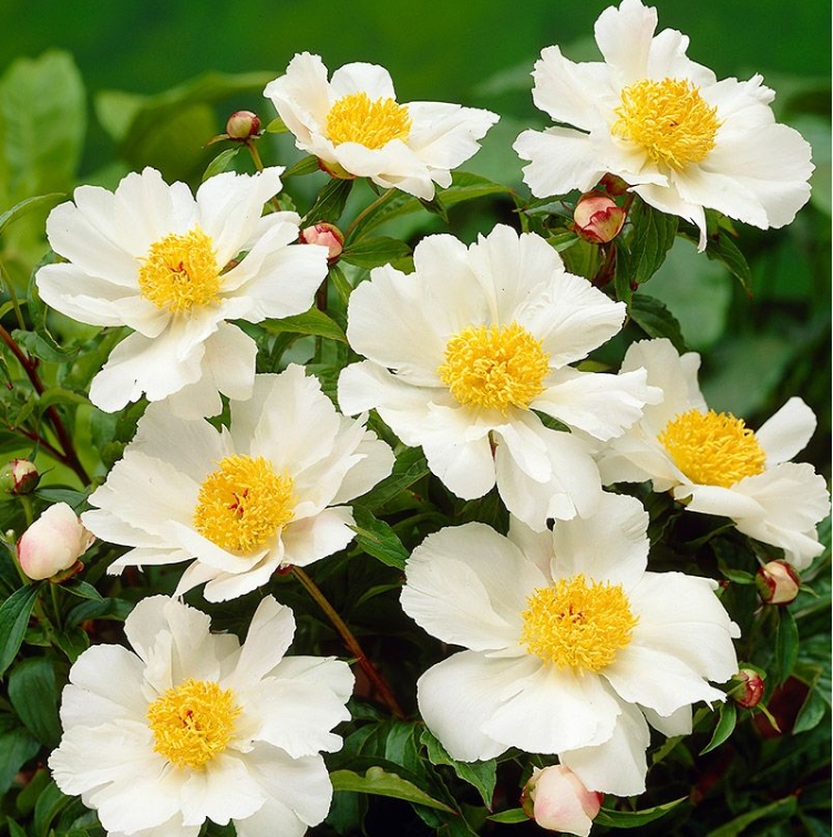 6497  Paeonia lactiflora  White Wings  I  Svenskt namn  :Luktpion  I  Krukstorlek   : SQ3  I  Förväntad Höjd  :  70 cm  I  Blomningstid :  juni-juli