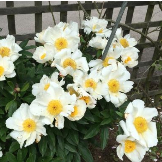 6497  Paeonia lactiflora  White Wings  I  Svenskt namn  :Luktpion  I  Krukstorlek   : SQ3  I  Förväntad Höjd  :  70 cm  I  Blomningstid :  juni-juli - 2
