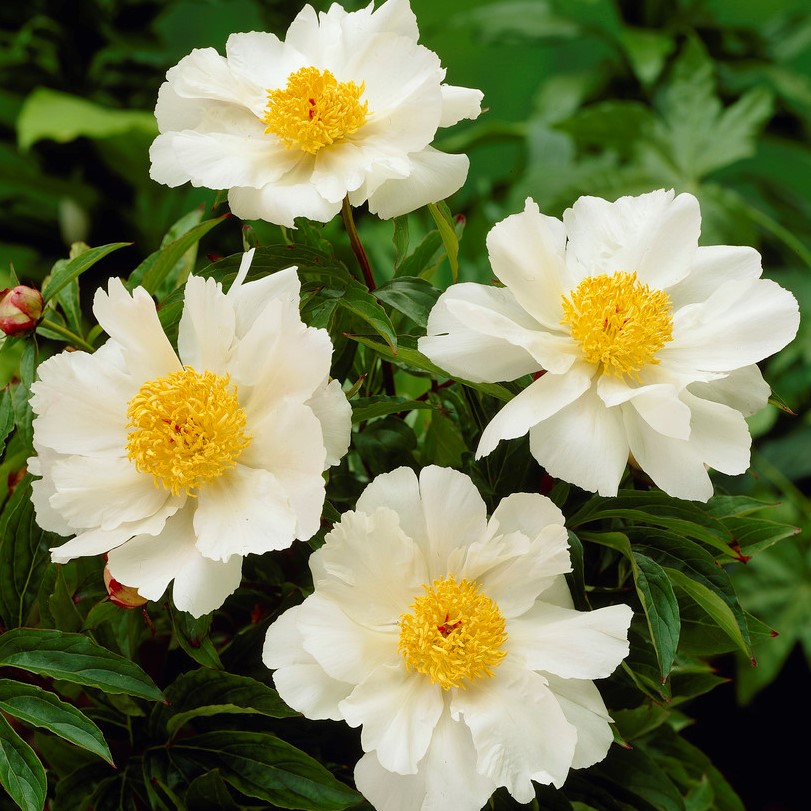 6497  Paeonia lactiflora  White Wings  I  Svenskt namn  :Luktpion  I  Krukstorlek   : SQ3  I  Förväntad Höjd  :  70 cm  I  Blomningstid :  juni-juli - 4