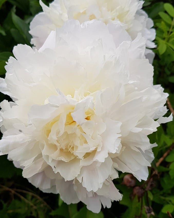 6510  Paeonia officinalis  Alba Plena  I  Svenskt namn  :Bondpion  I  Krukstorlek   : SQ3  I  Förväntad Höjd  :  60 cm  I  Blomningstid :  juni-juli - 3