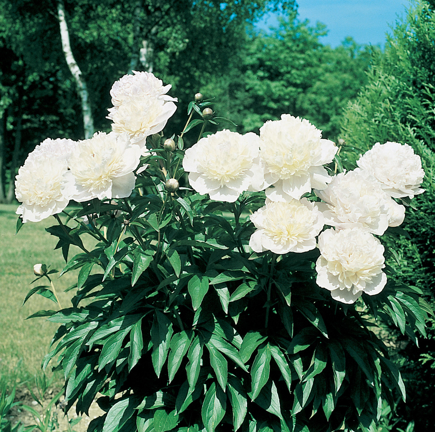 6510  Paeonia officinalis  Alba Plena  I  Svenskt namn  :Bondpion  I  Krukstorlek   : SQ3  I  Förväntad Höjd  :  60 cm  I  Blomningstid :  juni-juli