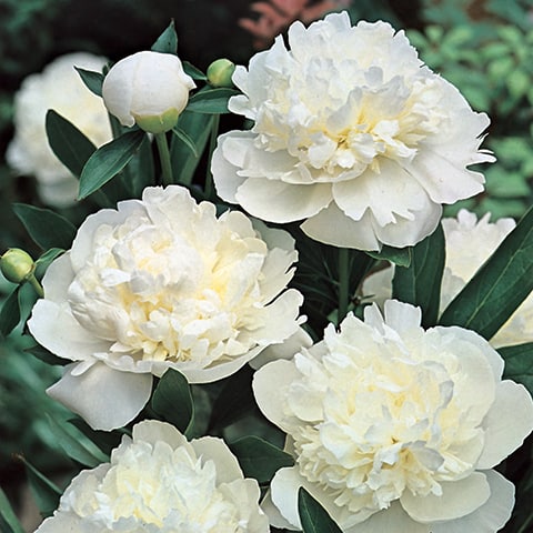 6510  Paeonia officinalis  Alba Plena  I  Svenskt namn  :Bondpion  I  Krukstorlek   : SQ3  I  Förväntad Höjd  :  60 cm  I  Blomningstid :  juni-juli - 2