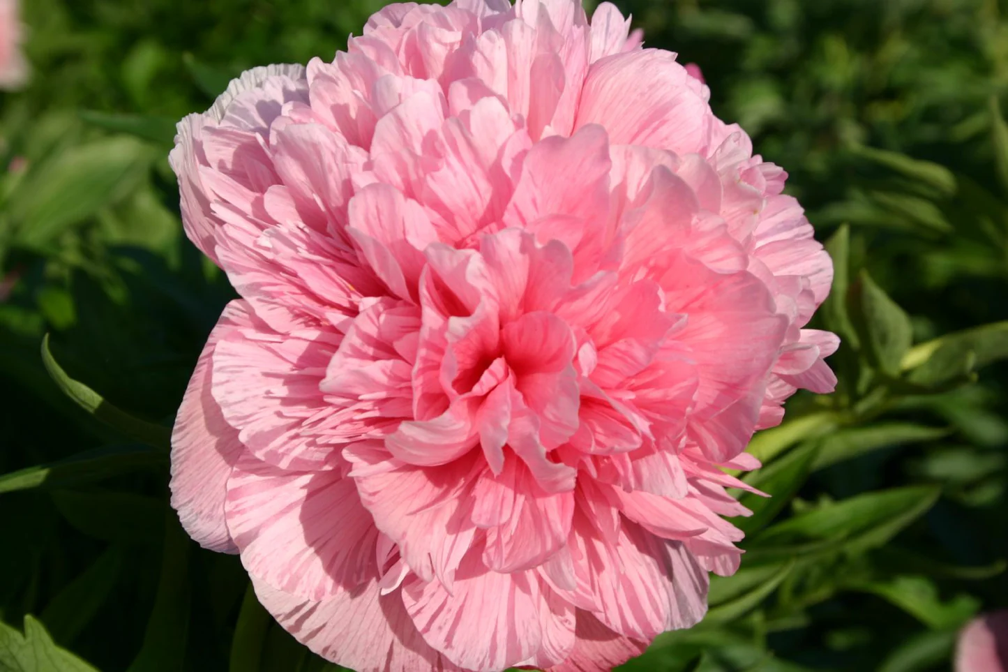 6515  Paeonia officinalis  Rosea Plena  I  Svenskt namn  :Bondpion  I  Krukstorlek   : SQ3  I  Förväntad Höjd  :  60 cm  I  Blomningstid :  juni-juli - 3