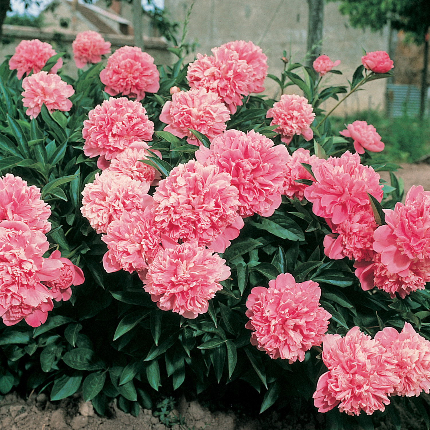 6515  Paeonia officinalis  Rosea Plena  I  Svenskt namn  :Bondpion  I  Krukstorlek   : SQ3  I  Förväntad Höjd  :  60 cm  I  Blomningstid :  juni-juli