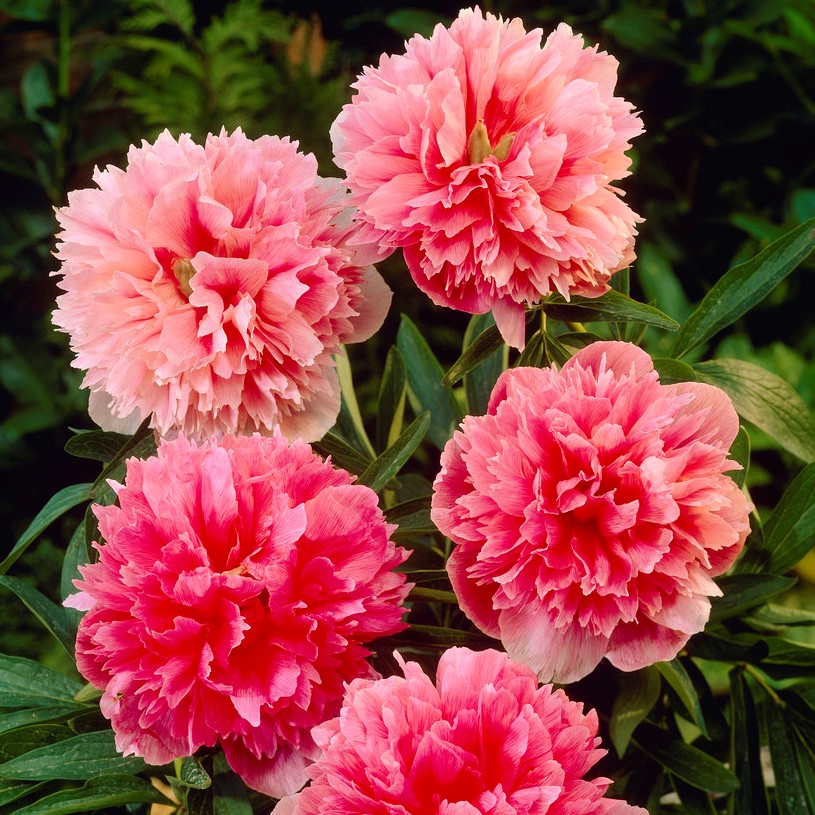 6515  Paeonia officinalis  Rosea Plena  I  Svenskt namn  :Bondpion  I  Krukstorlek   : SQ3  I  Förväntad Höjd  :  60 cm  I  Blomningstid :  juni-juli - 2