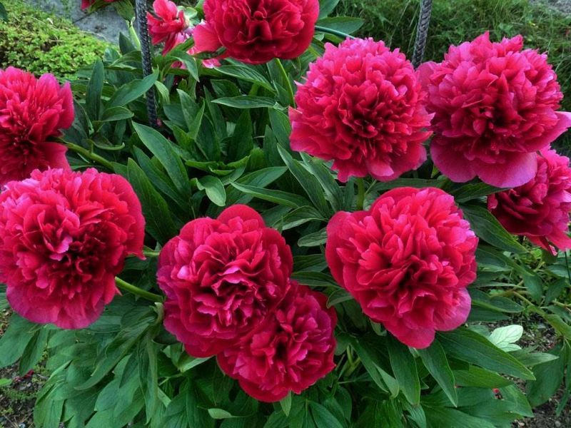 6520  Paeonia officinalis  Rubra Plena  I  Svenskt namn  :Bondpion  I  Krukstorlek   : SQ3  I  Förväntad Höjd  :  60 cm  I  Blomningstid :  juni-juli - 2