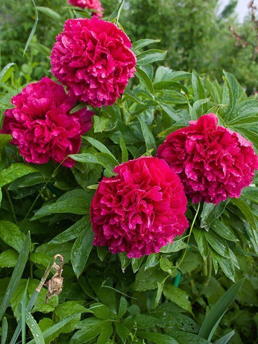 6520  Paeonia officinalis  Rubra Plena  I  Svenskt namn  :Bondpion  I  Krukstorlek   : SQ3  I  Förväntad Höjd  :  60 cm  I  Blomningstid :  juni-juli - 3