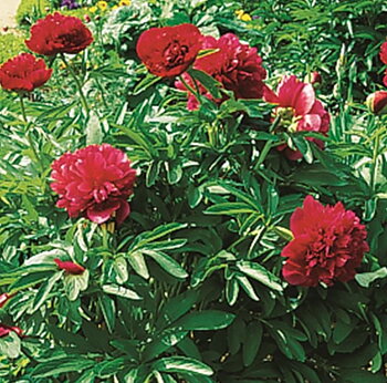 6520  Paeonia officinalis  Rubra Plena  I  Svenskt namn  :Bondpion  I  Krukstorlek   : SQ3  I  Förväntad Höjd  :  60 cm  I  Blomningstid :  juni-juli