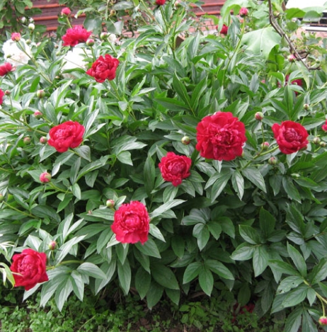 6520  Paeonia officinalis  Rubra Plena  I  Svenskt namn  :Bondpion  I  Krukstorlek   : SQ3  I  Förväntad Höjd  :  60 cm  I  Blomningstid :  juni-juli - 4
