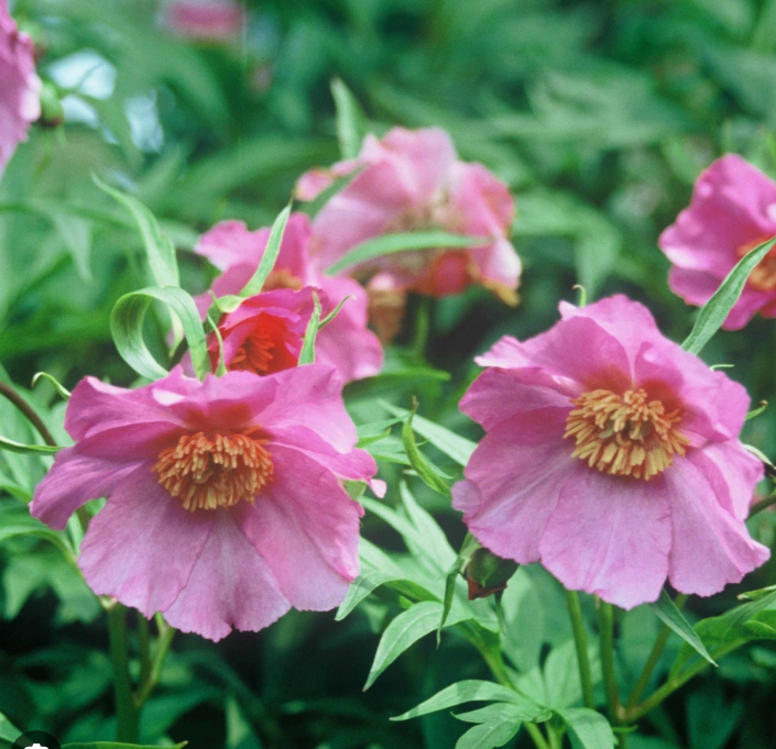 6535  Paeonia veitchii  I  Svenskt namn  : Rosenpion  I  Krukstorlek   : SQ3  I  Förväntad Höjd  :  70 cm  I  Blomningstid :  juni - 3