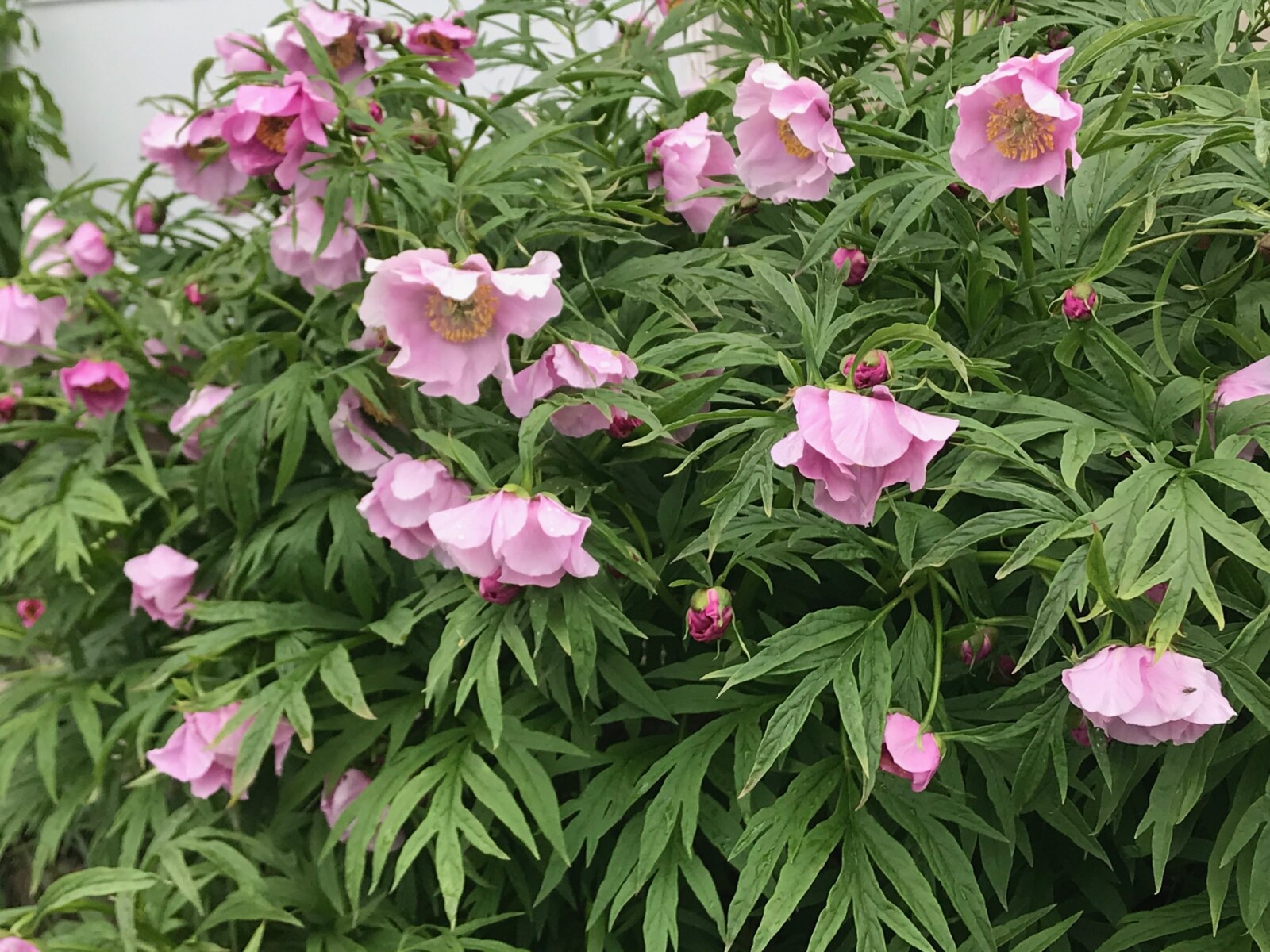 6535  Paeonia veitchii  I  Svenskt namn  : Rosenpion  I  Krukstorlek   : SQ3  I  Förväntad Höjd  :  70 cm  I  Blomningstid :  juni - 2