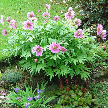 6535  Paeonia veitchii  I  Svenskt namn  : Rosenpion  I  Krukstorlek   : SQ3  I  Förväntad Höjd  :  70 cm  I  Blomningstid :  juni