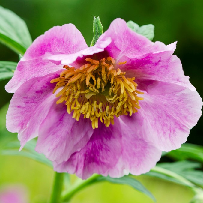 6535  Paeonia veitchii  I  Svenskt namn  : Rosenpion  I  Krukstorlek   : SQ3  I  Förväntad Höjd  :  70 cm  I  Blomningstid :  juni - 4