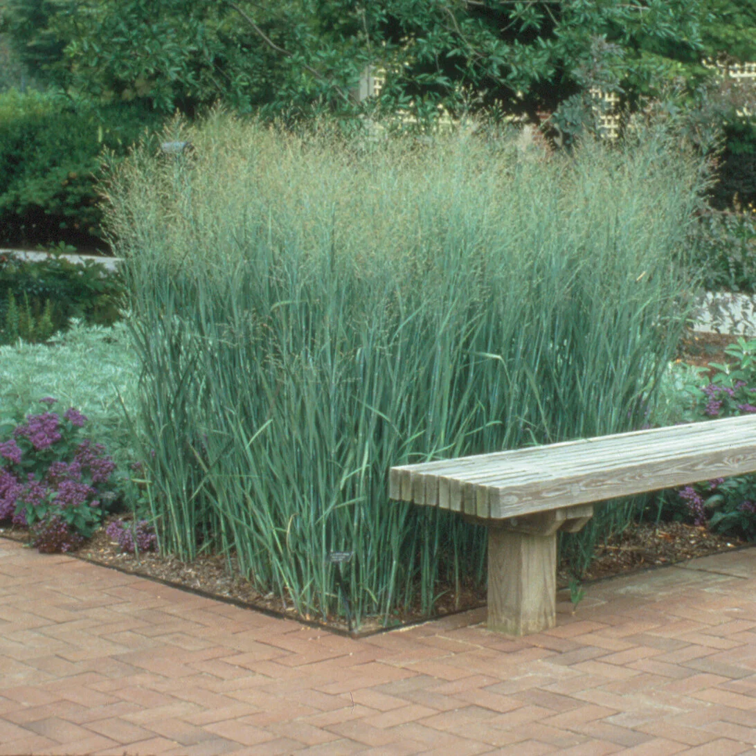 9225  Panicum virgatum Heavy Metal  I  Svenskt namn  :Jungfruhirs  I  Krukstorlek   : SQ1  I  Förväntad Höjd  :  100/130 cm  I  Blomningstid :  aug-sept - 2