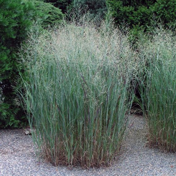 9225  Panicum virgatum Heavy Metal  I  Svenskt namn  :Jungfruhirs  I  Krukstorlek   : SQ1  I  Förväntad Höjd  :  100/130 cm  I  Blomningstid :  aug-sept