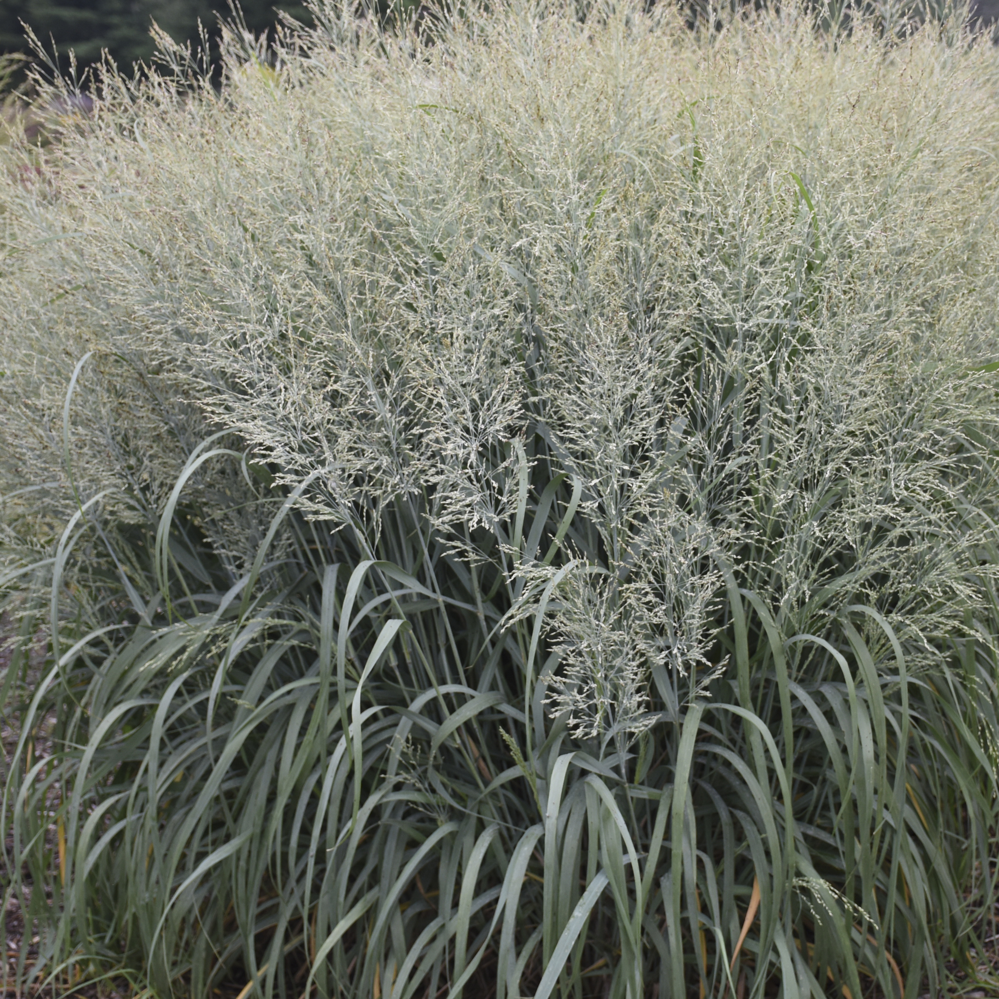 9238  Panicum virgatum Niagara Falls  I  Svenskt namn  :Jungfruhirs  I  Krukstorlek   : SQ1  I  Förväntad Höjd  :  80/120 cm  I  Blomningstid :  aug-sept