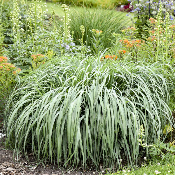 9238  Panicum virgatum Niagara Falls  I  Svenskt namn  :Jungfruhirs  I  Krukstorlek   : SQ1  I  Förväntad Höjd  :  80/120 cm  I  Blomningstid :  aug-sept - 2