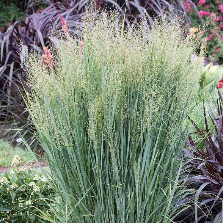 9244  Panicum virgatum Northwind  I  Svenskt namn  :Jungfruhirs  I  Krukstorlek   : SQ1  I  Förväntad Höjd  :  140/160 cm  I  Blomningstid :  aug-sept - 2