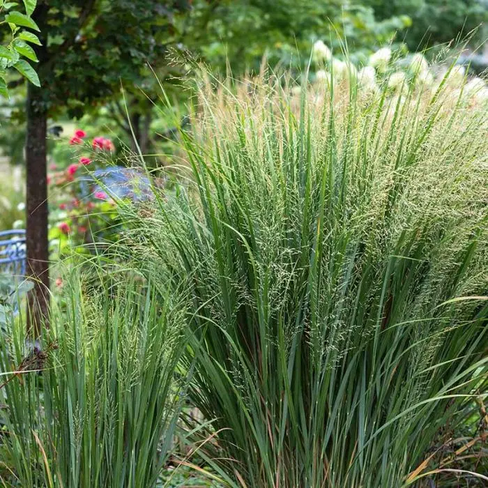 9244  Panicum virgatum Northwind  I  Svenskt namn  :Jungfruhirs  I  Krukstorlek   : SQ1  I  Förväntad Höjd  :  140/160 cm  I  Blomningstid :  aug-sept - 3
