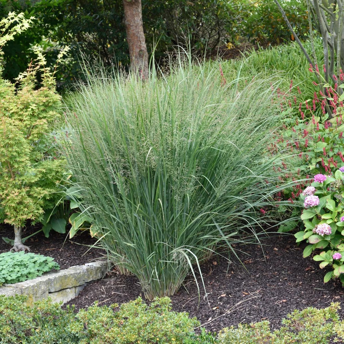 9244  Panicum virgatum Northwind  I  Svenskt namn  :Jungfruhirs  I  Krukstorlek   : SQ1  I  Förväntad Höjd  :  140/160 cm  I  Blomningstid :  aug-sept