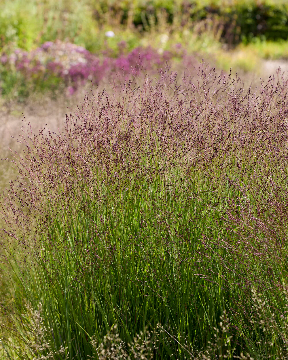 9239  Panicum virgatum Purple Tears (PBR)  I  Svenskt namn  :Jungfruhirs  I  Krukstorlek   : SQ1  I  Förväntad Höjd  :  80/120 cm  I  Blomningstid :  aug-sept - 3