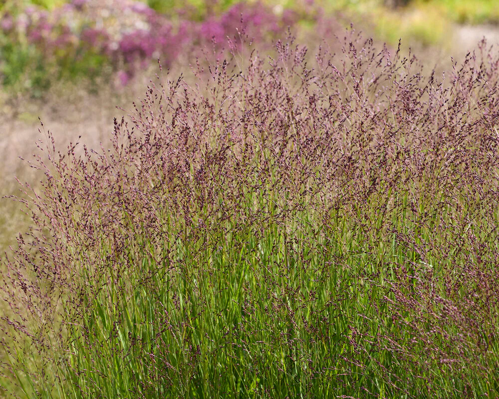 9239  Panicum virgatum Purple Tears (PBR)  I  Svenskt namn  :Jungfruhirs  I  Krukstorlek   : SQ1  I  Förväntad Höjd  :  80/120 cm  I  Blomningstid :  aug-sept - 2