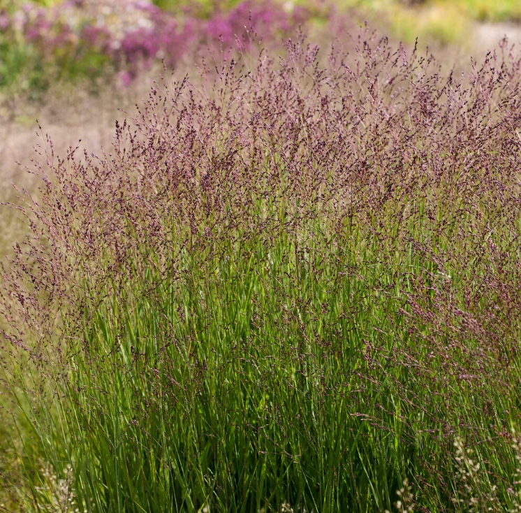 9239  Panicum virgatum Purple Tears (PBR)  I  Svenskt namn  :Jungfruhirs  I  Krukstorlek   : SQ1  I  Förväntad Höjd  :  80/120 cm  I  Blomningstid :  aug-sept