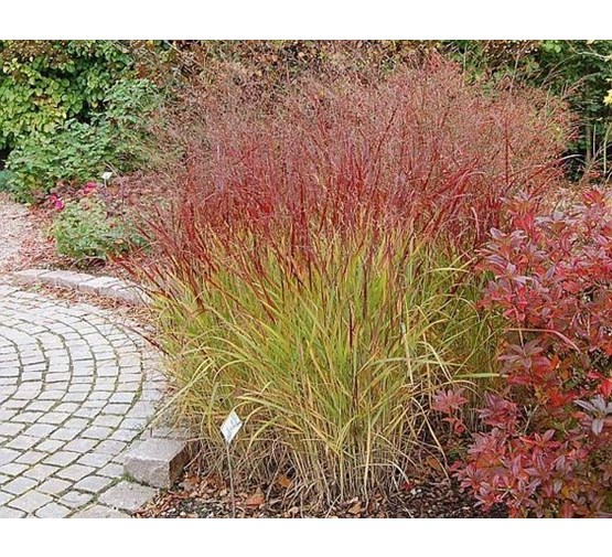9226  Panicum virgatum Rotstrahlbusch  I  Svenskt namn  :Jungfruhirs  I  Krukstorlek   : SQ1  I  Förväntad Höjd  :  80/100 cm  I  Blomningstid :  aug-sept - 3