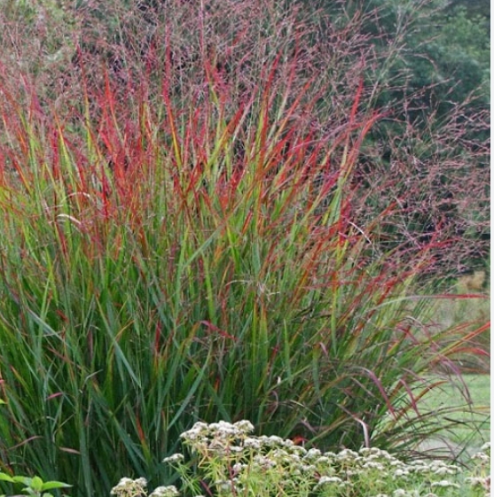 9226  Panicum virgatum Rotstrahlbusch  I  Svenskt namn  :Jungfruhirs  I  Krukstorlek   : SQ1  I  Förväntad Höjd  :  80/100 cm  I  Blomningstid :  aug-sept