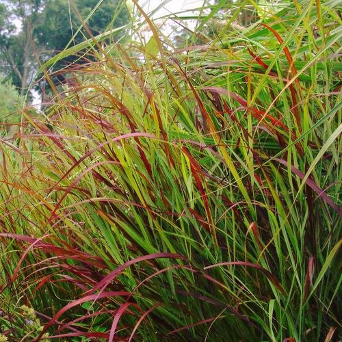 9226  Panicum virgatum Rotstrahlbusch  I  Svenskt namn  :Jungfruhirs  I  Krukstorlek   : SQ1  I  Förväntad Höjd  :  80/100 cm  I  Blomningstid :  aug-sept - 2