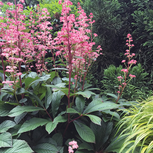 7578  Rodgersia aesculifolia  Bronze  Peacock  I  Svenskt namn  : Kastanjerodgersia  I  Krukstorlek   : SQ1  I  Förväntad Höjd  :  80 cm  I  Blomningstid :  juli-aug - 2