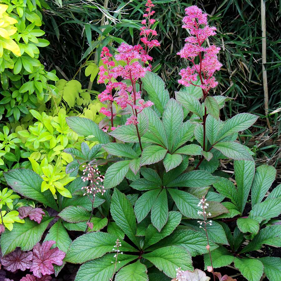 7578  Rodgersia aesculifolia  Bronze  Peacock  I  Svenskt namn  : Kastanjerodgersia  I  Krukstorlek   : SQ1  I  Förväntad Höjd  :  80 cm  I  Blomningstid :  juli-aug - 3
