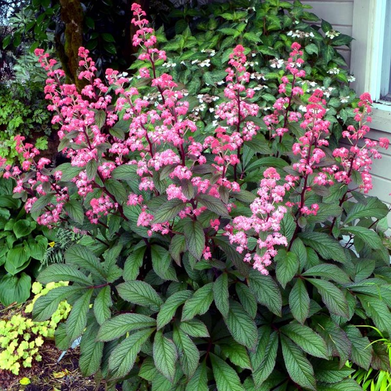 7578  Rodgersia aesculifolia  Bronze  Peacock  I  Svenskt namn  : Kastanjerodgersia  I  Krukstorlek   : SQ1  I  Förväntad Höjd  :  80 cm  I  Blomningstid :  juli-aug