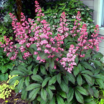 7578  Rodgersia aesculifolia  Bronze  Peacock  I  Svenskt namn  : Kastanjerodgersia  I  Krukstorlek   : SQ1  I  Förväntad Höjd  :  80 cm  I  Blomningstid :  juli-aug