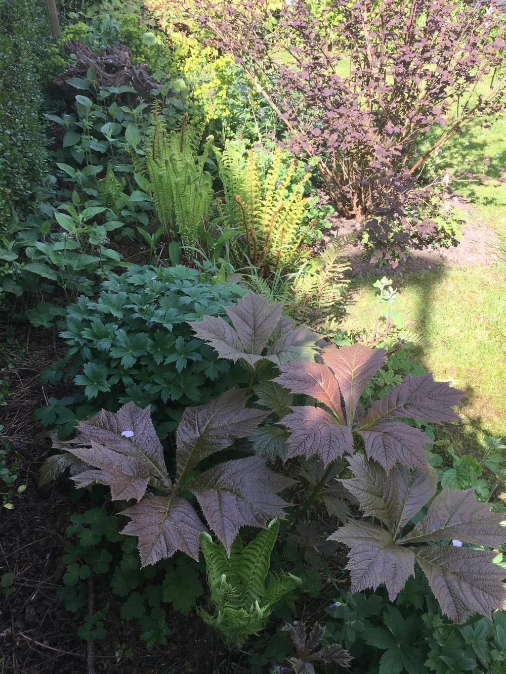 7577  Rodgersia podophylla Braunlaub  I  Svenskt namn  :Bronsrodgersia  I  Krukstorlek   : SQ1  I  Förväntad Höjd  :  120 cm  I  Blomningstid :  juli-aug - 3