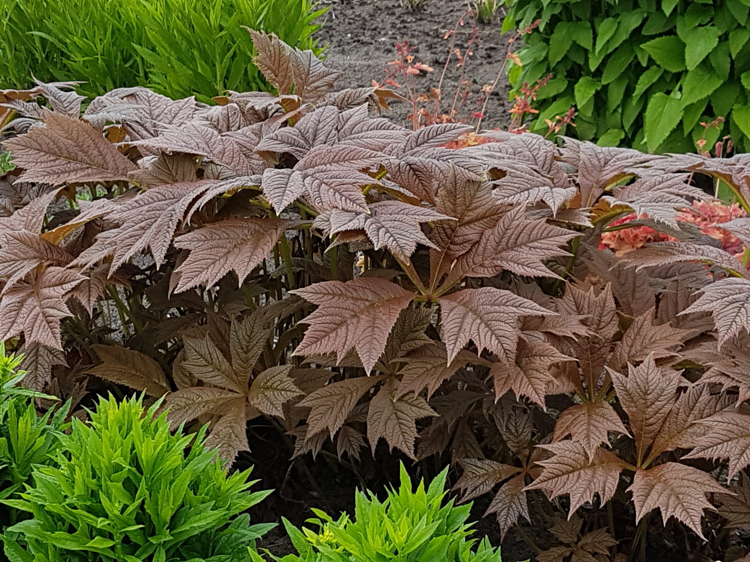 7577  Rodgersia podophylla Braunlaub  I  Svenskt namn  :Bronsrodgersia  I  Krukstorlek   : SQ1  I  Förväntad Höjd  :  120 cm  I  Blomningstid :  juli-aug - 2