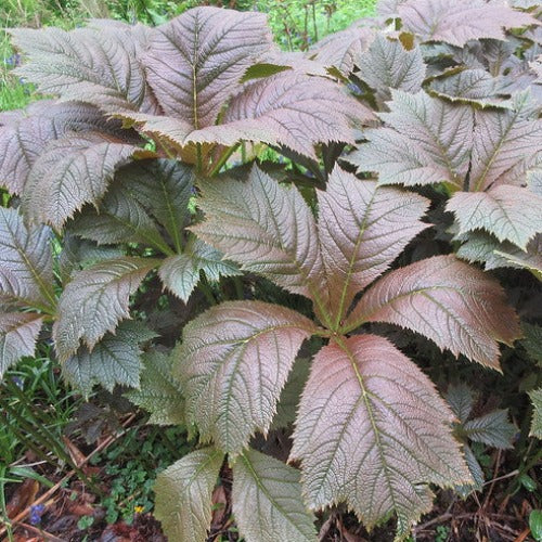 7577  Rodgersia podophylla Braunlaub  I  Svenskt namn  :Bronsrodgersia  I  Krukstorlek   : SQ1  I  Förväntad Höjd  :  120 cm  I  Blomningstid :  juli-aug